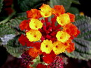 Lantana Camara